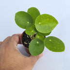 Chinese Money Plant Live (Pilea Peperomioides) | Available in 2.5 Inch & 4 Inch Nursery Pot or Add Our Geometric Self-Watering Planter | Air Purifying (Nursery Pot, 2.5 inch Pot)
