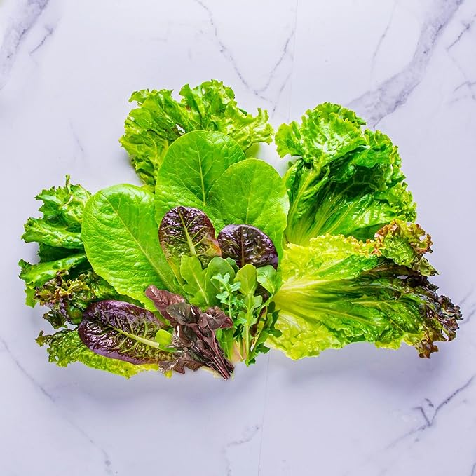 Aerogarden Salad Greens Seed pod Kit with Red and Green Leaf, Romaine and Butter Head Lettuce, Liquid Plant Food and Growing Guide, 6-Pod