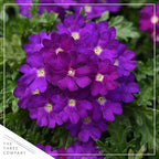 Live Flowering Verbena - Popping Purple (3 Plants Per Pack) - Healthy Flowering Plant - Beautiful Spring Color - 10" Tall by 5" Wide in 1Qt Pot