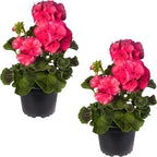 Live Flowering Zonal Geraniums - Salmon (2 Plants Per Pack), Beautiful Spring/Summer Flowers, 12" Tall by 5" Wide in 1 Qt Pot