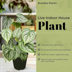 Philodendron Brandi Live Plant [Winter Thermal Packaging Included] | House Live Plants | Living Room Decor, Office Decor, Desk & Bathroom Decor | Silver Leaf | 4.5inch (Ceramic Pot Not Included)