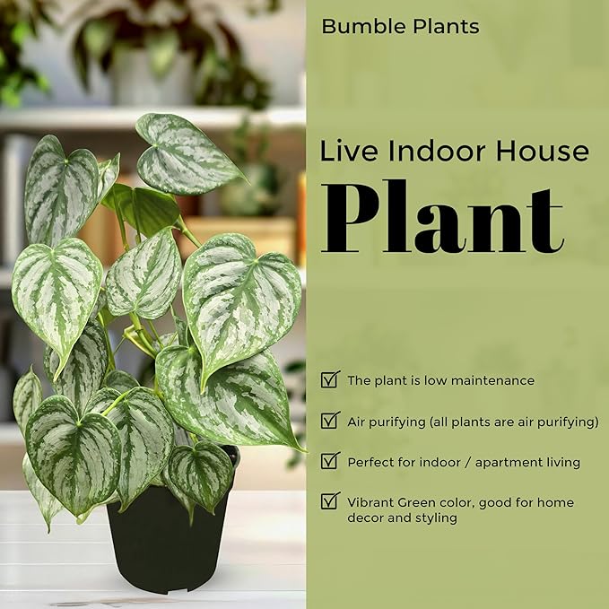 Philodendron Brandi Live Plant [Winter Thermal Packaging Included] | House Live Plants | Living Room Decor, Office Decor, Desk & Bathroom Decor | Silver Leaf | 4.5inch (Ceramic Pot Not Included)