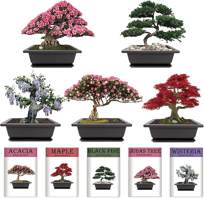 Indoor Bonsai Garden Starter Kit, 5 Seeds Growing into Red Maple, Wisteria, Black Pine, Judas Tree, Acacia, Including Complete Gardening Planters & A Planter Box for Women