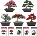 Indoor Bonsai Garden Starter Kit, 5 Seeds Growing into Red Maple, Wisteria, Black Pine, Judas Tree, Acacia, Including Complete Gardening Planters & A Planter Box for Women