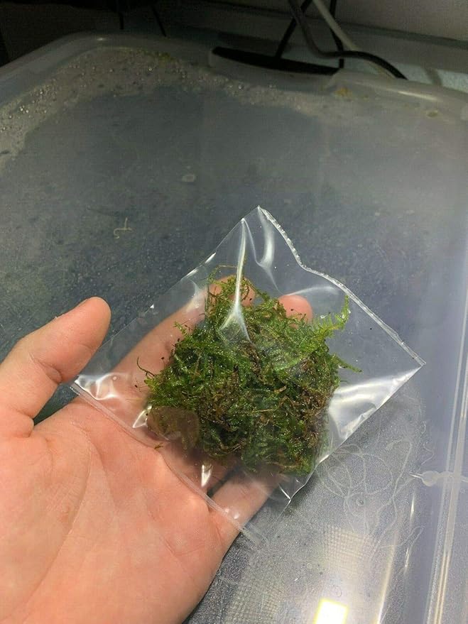 5 Portions Willow Moss Christmas Moss Live Aquarium Plant Freshwater