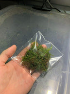 5 Portions Willow Moss Christmas Moss Live Aquarium Plant Freshwater