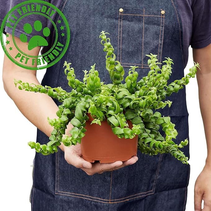 Curly Lipstick Plant! Live Plant for Indoor | Different Houseplants in 4'' & 6'' Pot | Real House Plant for Living Room, Office, Desk & Bathroom | Aeschynanthus radicans