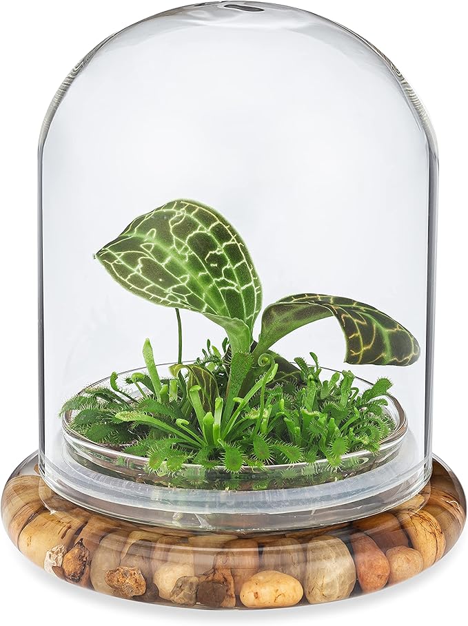 Bloomify Jewel Orchid, Live Orchid in Self-Sustaining Ecosystem, 100% Maintenance Free Healthy Terrarium Plants Guarantee, Great as Office and Home Decor (M. sanderiana with Moss)