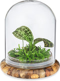 Bloomify Jewel Orchid, Live Orchid in Self-Sustaining Ecosystem, 100% Maintenance Free Healthy Terrarium Plants Guarantee, Great as Office and Home Decor (M. sanderiana with Moss)