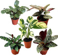 Calathea Assorted Starter Pack - Calathea Live Plants 5 Pack in 2 inch Pot- Pet Safe Air Purifying Indoor House Plants Flowers for Home Office Wedding Decor & Birthday Gift (Heat Pack Included)