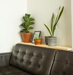Live Snake Plant – Sansevieria Superba Trifasciata – ragnaroc Tropical Plant in 4” Pot +6” Plant Height, Indoor House Plant in Pot, Potted Succulent Plant