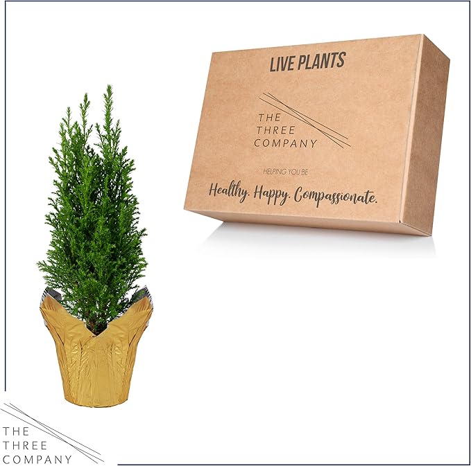 Live Dark Green Cypress Tree - Tabletop Decoration - 12" Tall by 5" Wide in Deco Cover