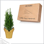 Live Dark Green Cypress Tree - Tabletop Decoration - 12" Tall by 5" Wide in Deco Cover