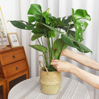 PRETTY JOLLY 5PCS Iron Monstera Plant Support Stakes Premium Plant Stand for Indoor & Outdoor Plants Practical Leaf Holders,Durable Trellis Accessories for Gardening Enthusiasts(Tree)