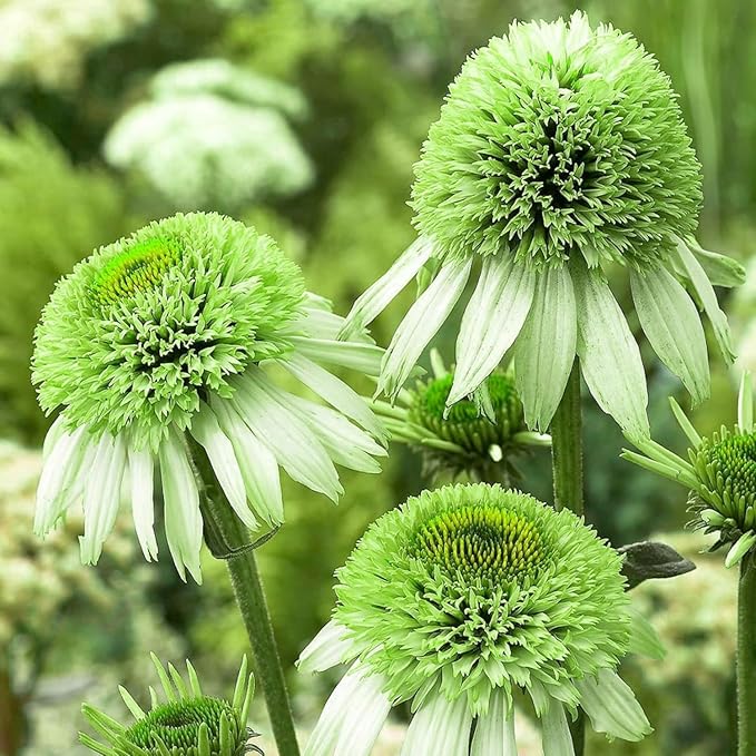 300+ Mix Double Echinacea Seeds - Double Coneflower Seeds Echinacea Flower Perennial Bloom Flowers Rare Plant