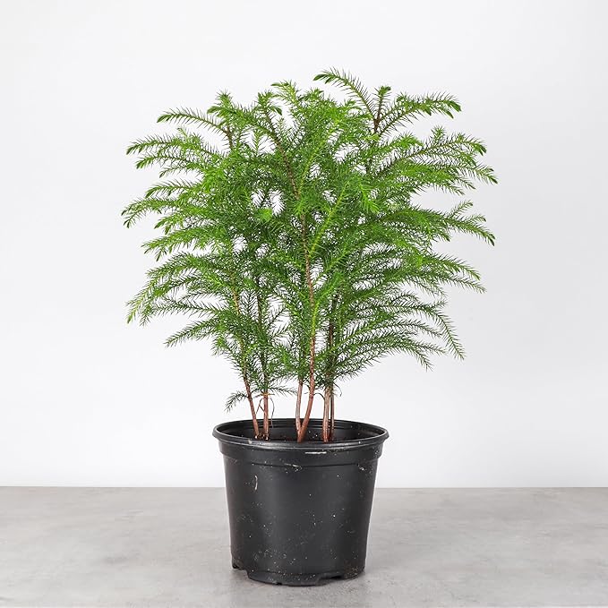 Thorsen's Greenhouse Live Norfolk Island Pine Plant, Christmas Greenery Gift or Decor, Air Purifying Premium Indoor Houseplant, Mature 4" Diameter Pot (Nursery Pot, 6-inch Pot)