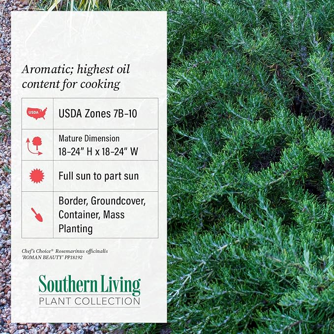 Chef's Choice Rosemary (2.5 Quart) Fragrant Evergreen Cooking Herb/Shrub - Full Sun Live Outdoor Plant