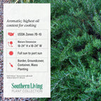 Chef's Choice Rosemary (2.5 Quart) Fragrant Evergreen Cooking Herb/Shrub - Full Sun Live Outdoor Plant