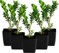 My Shelfie – Japanese Boxwood Bonsai Starter Tree (Buxus microphylla Japonica), 2-Inch Live Evergreen Shrub for Indoor or Outdoor Garden, Hedge, and Landscape Décor (5)