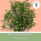 Myrtle Tree Plant Live in 5 Inch Pot - Live Indoor House Plants for Home Office Wedding Decorations & Birthday Gift