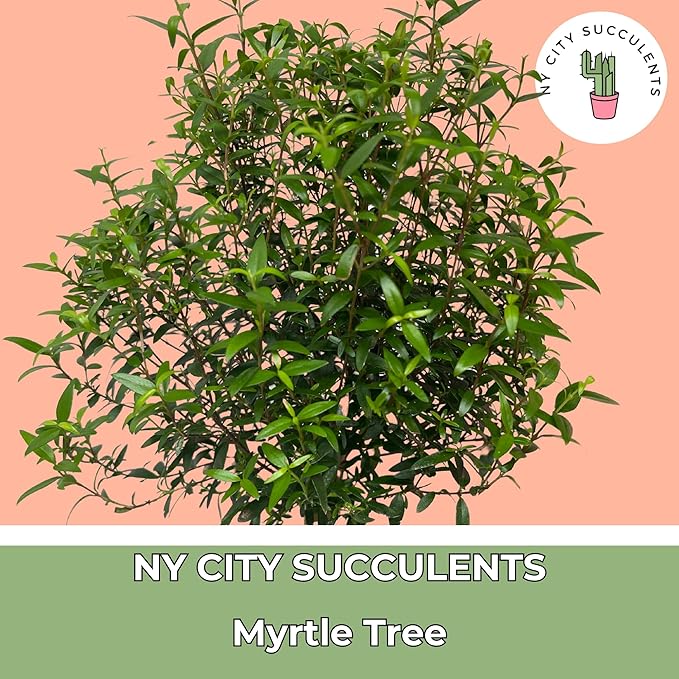 Myrtle Tree Plant Live in 5 Inch Pot - Live Indoor House Plants for Home Office Wedding Decorations & Birthday Gift