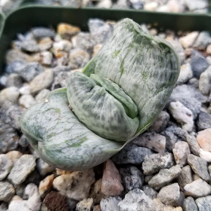 Planet Desert Gasteria Sakura Fuji Cacti Cactus Succulent Real Live Plant