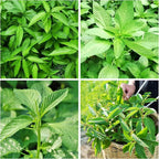 3000+Egyptian Spinach Seeds for Planting Outdoors Non GMO Organic Heirloom High Germination Rate