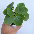 Chinese Money Plant Live (Pilea Peperomioides) | Available in 2.5 Inch & 4 Inch Nursery Pot or Add Our Geometric Self-Watering Planter | Air Purifying (Nursery Pot, 4 inch Pot)