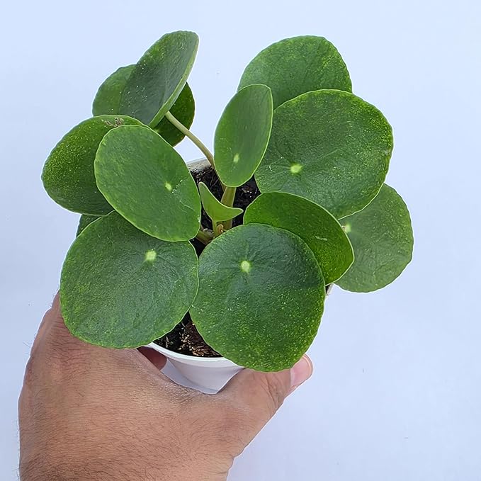 Chinese Money Plant Live (Pilea Peperomioides) | Available in 2.5 Inch & 4 Inch Nursery Pot or Add Our Geometric Self-Watering Planter | Air Purifying (Nursery Pot, 4 inch Pot)