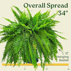 Live Boston Fern Hanging Basket – 12" Basket with 34” Wide Lush Green Fronds – Air-Purifying Houseplant – Pet Friendly & Easy Care for Home, Porch, Patio, or Office Décor