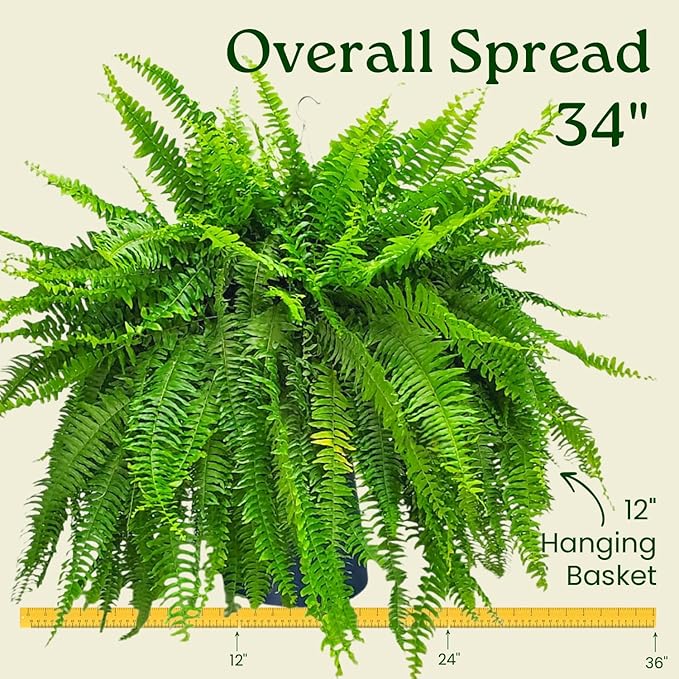 Live Boston Fern Hanging Basket – 12" Basket with 34” Wide Lush Green Fronds – Air-Purifying Houseplant – Pet Friendly & Easy Care for Home, Porch, Patio, or Office Décor