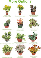 4" Live Succulent Plants Echeveria 'Agavoides Horse', Easy Care Potted Succulents, Indoor Houseplant, Unique Gifts, Home Office Décor