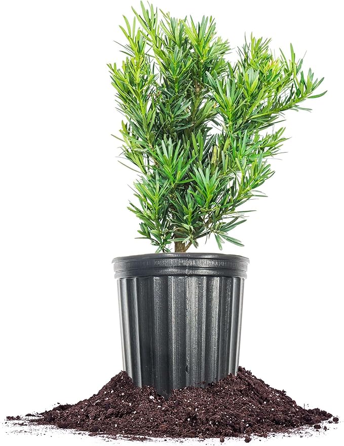 Perfect Plants Podocarpus Maki in 1 Gallon Pot | Live Evergreen Hedge Plant for Outdoor Growing | Japanese Yew Shrub for Privacy & Landscape | Bonsai Tree Starter for Indoor Garden | Full Sun