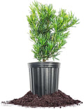 Perfect Plants Podocarpus Maki in 1 Gallon Pot | Live Evergreen Hedge Plant for Outdoor Growing | Japanese Yew Shrub for Privacy & Landscape | Bonsai Tree Starter for Indoor Garden | Full Sun