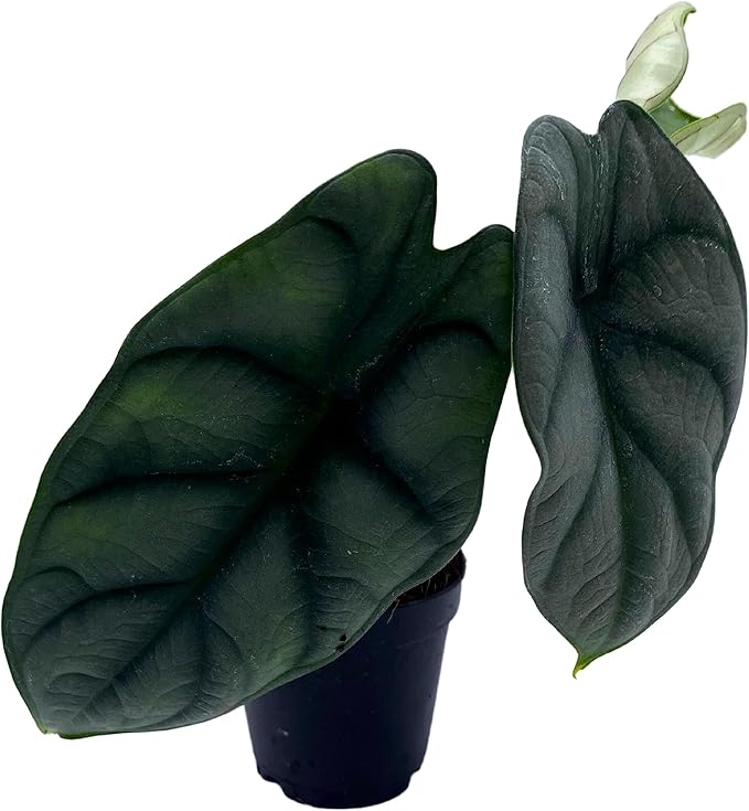 BubbleBlooms Alocasia Silver Dragon, Alocasia Baginda, Jewel Alocasia, Elephant Ear Silver Dragon in 2 inch Pot