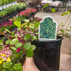 Wire Vine, Large Leaf, Live Plant, 4" Growers Pot
