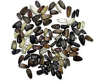 Seed Needs Velvet Queen Sunflower Seeds for Planting Red-Orange Flowers - Heirloom & Open Pollinated Flower Seed to Plant an Outdoor Butterfly Garden (1 Pack)