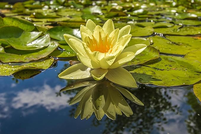 15pcs Mixed Lotus Seeds – Colorful Bowl Lotus & Water Lily Flower Seeds for Planting | Aquatic Plants for Ponds, Indoor Bonsai, Outdoor Water Gardens, Patio Decor