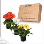 Live Flowering Gerbera Daisies - Grower's Choice Assorted Colors (3 Plants Per Pack) - Beautiful Spring Flowers - 12" Tall by 5" Wide in 1 Qt Pot