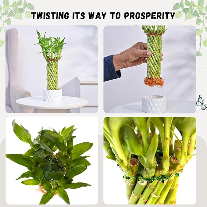Live Two Tier Lucky Bamboo Plant - Bundle of 15 Stalks - Easy to Grow, Air Purifying, Live Indoor Houseplants Flowers for Home Office Wedding Decor & Giftable (Hurricane Bamboo with Heat Pack)