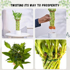 Live Two Tier Lucky Bamboo Plant - Bundle of 15 Stalks - Easy to Grow, Air Purifying, Live Indoor Houseplants Flowers for Home Office Wedding Decor & Giftable (Hurricane Bamboo with Heat Pack)