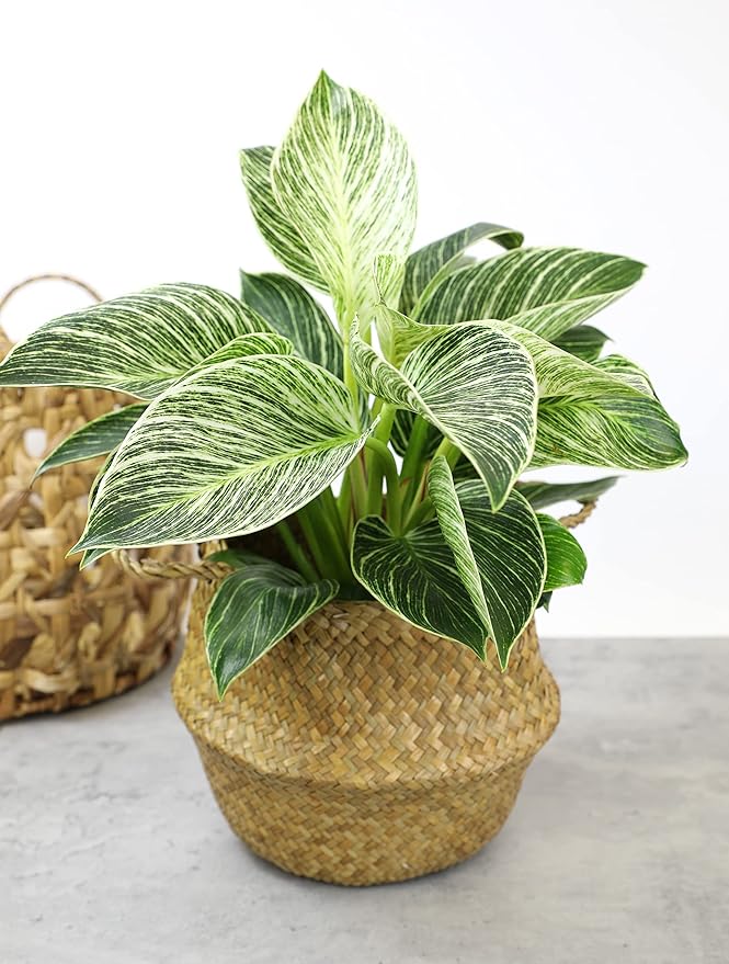 Real Philodendron Plant Variety Pack (Includes 4 Live Plants) in 4.25" Grower Pots, Easy to Grow Air Purifying Philodendrons, Seasonal Surprise Box, Easy & Popular Houseplants by Plants for Pets