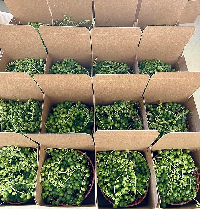 String of Pearls Succulents Plants Live, Succulent Plants Fully Rooted, Rare House Plant for Home Office Decoration, DIY Projects, Party Favor Gift by Fatplants