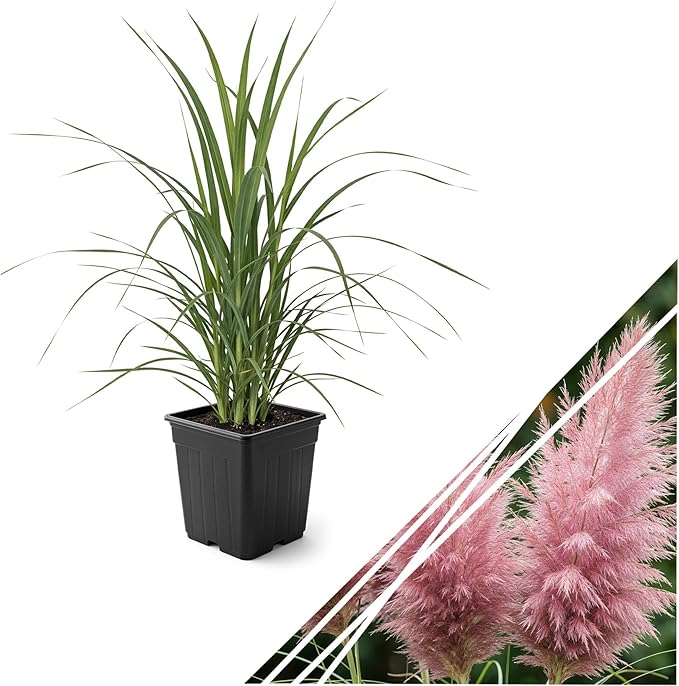 Live Ornamental Pampas Grass (Cortaderia selloana) - Pink - Perennial Accent Plant - 10" Tall by 5" Wide in 1.5 Qt Pot
