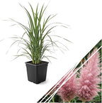 Live Ornamental Pampas Grass (Cortaderia selloana) - Pink - Perennial Accent Plant - 10" Tall by 5" Wide in 1.5 Qt Pot