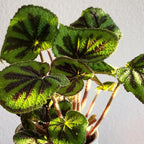 Begonia Masoniana Rock, Live Houseplant Decor in 6" White Pot, Textured Leaves, Easy Botanical Gift, Iron Cross Houseplants, Desk Decor & Gifts, Office Plants & Decorative Plants by Plants for Pets