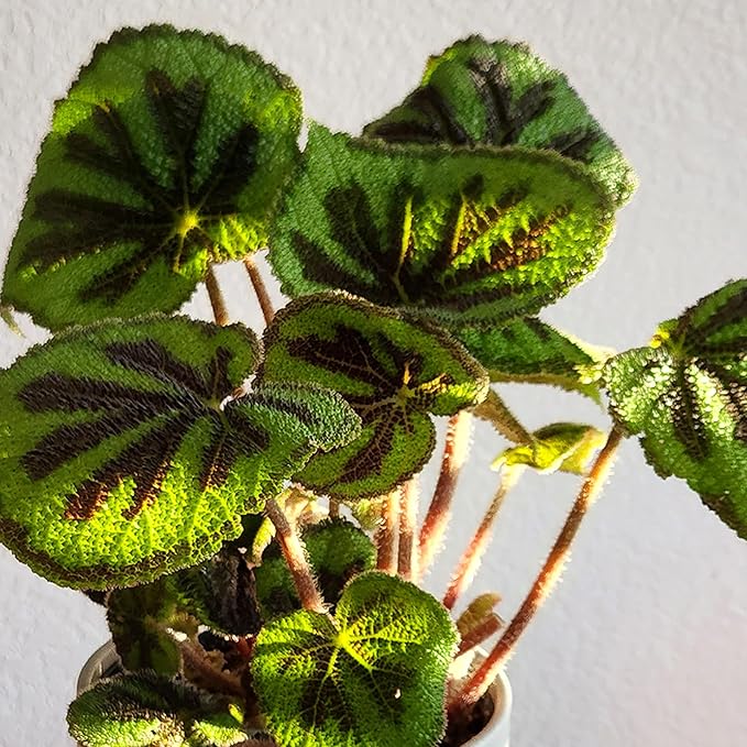 Begonia Masoniana Rock, Live Houseplant Decor in 6" White Pot, Textured Leaves, Easy Botanical Gift, Iron Cross Houseplants, Desk Decor & Gifts, Office Plants & Decorative Plants by Plants for Pets