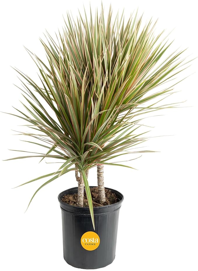 Costa Farms Dracaena Marginata Magenta Madagascar Dragon Tree Live Indoor Plant, 3 to 4-Feet Tall, Potted in Grower's Pot
