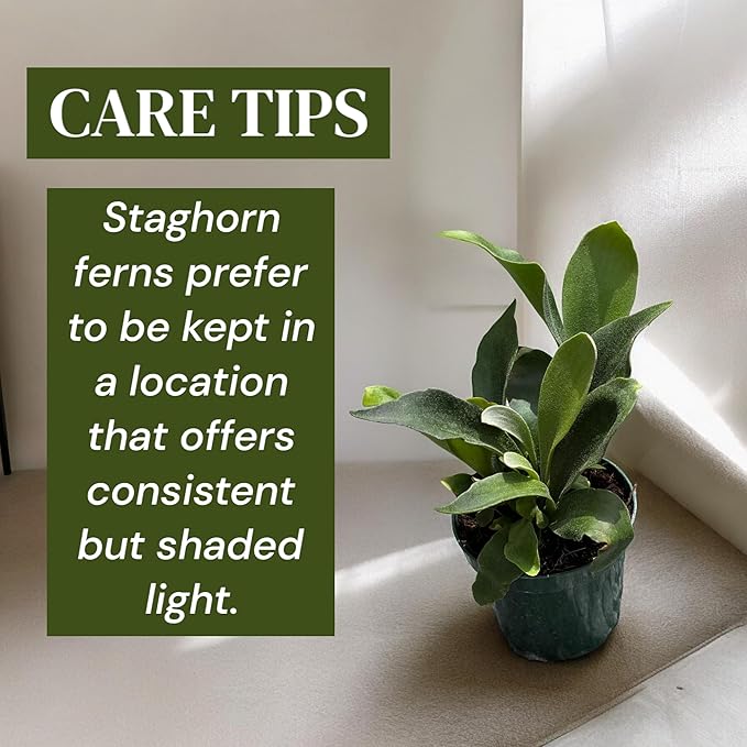 Staghorn Ferns Live Plants in 4" Pot - Ferns Live Plants Outdoor Indoor - Pet Safe Houseplants Flowers for Home Office Wedding Decor & Birthday Gift (Heat Pack Included)