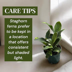Staghorn Ferns Live Plants in 4" Pot - Ferns Live Plants Outdoor Indoor - Pet Safe Houseplants Flowers for Home Office Wedding Decor & Birthday Gift (Heat Pack Included)